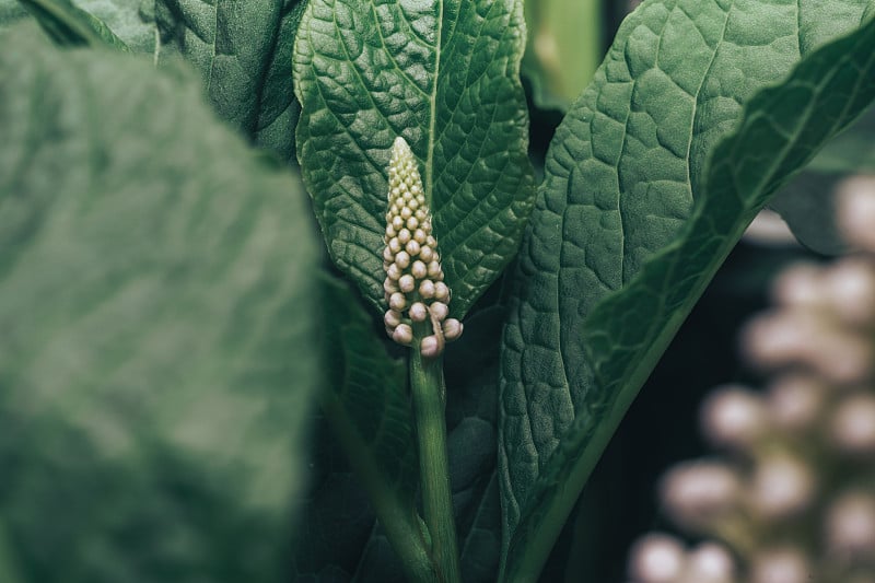 美洲商陆(Phytolacca americana)在萌芽期