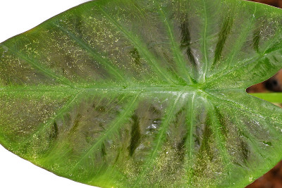 近距离的叶片损坏的蜘蛛螨虫在一个'Colocasia'室内植物