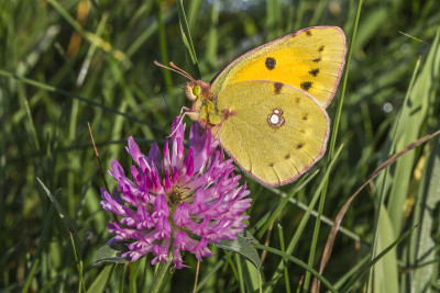淡云黄色(Colias hyale)