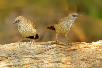 箭头标记的Babbler, Turdoides jardineii，细节奇异的灰色非洲鸟与红色的眼睛