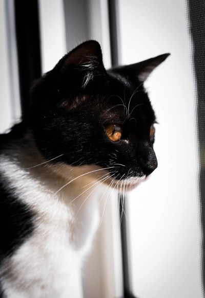 早上的猫