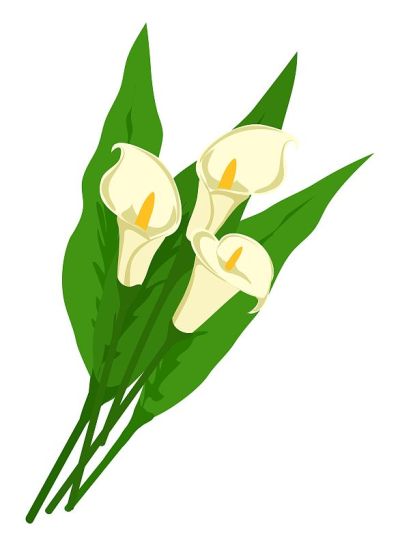 白色马蹄莲花束，叶子孤立在白色背景上。鲜花是送给女人的礼物。矢量图