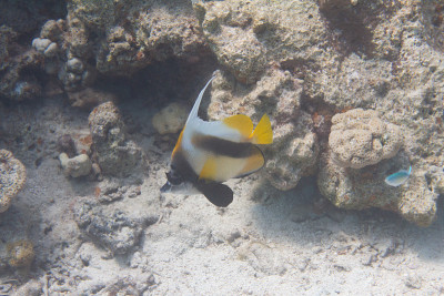 红海Bannerfish