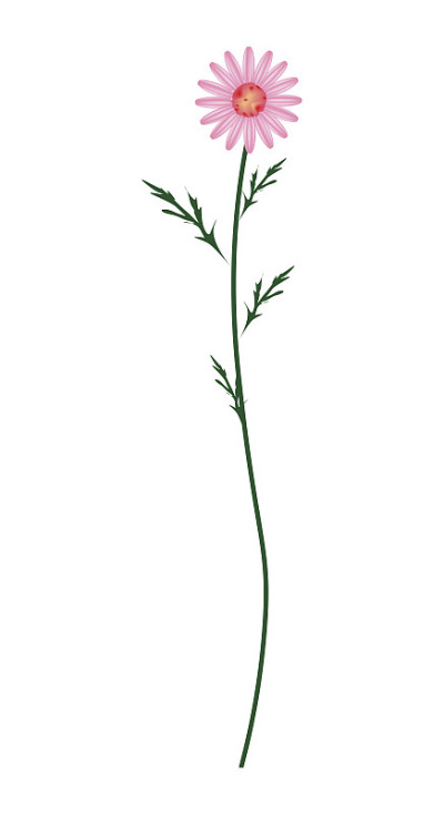 白色背景上盛开的老玫瑰雏菊