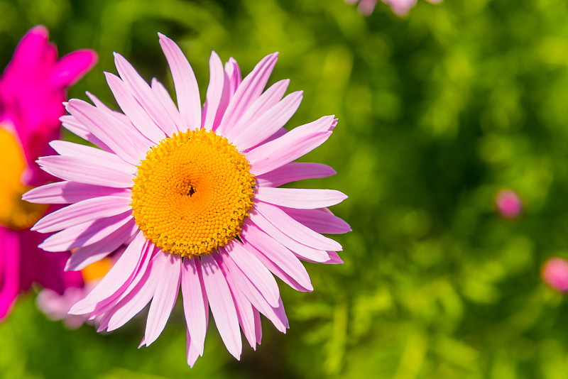 美丽的花除虫菊，俯视图，特写