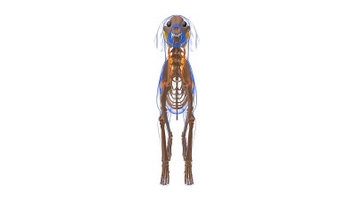 腹锯肌狗的肌肉解剖医学概念3D
