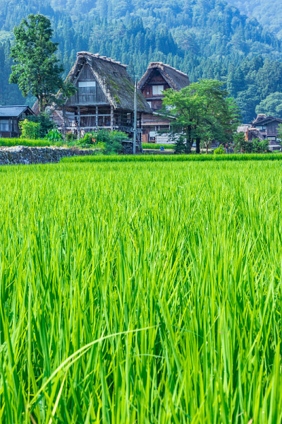 仲夏Shirakawa-go