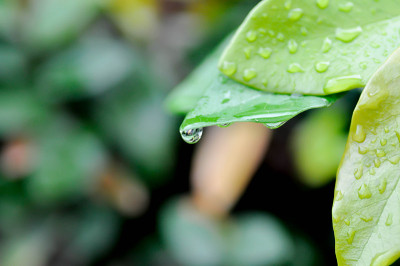 小榕树或攀缘无花果或桑科和露珠