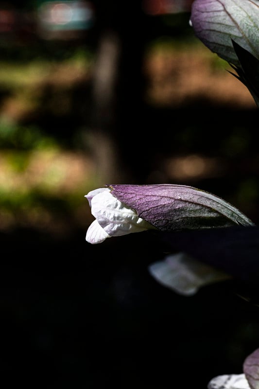 翅果芽有深色的背景