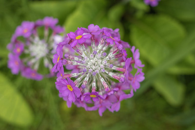 法国勒阿弗尔:悬浮花园。鲜花和植物