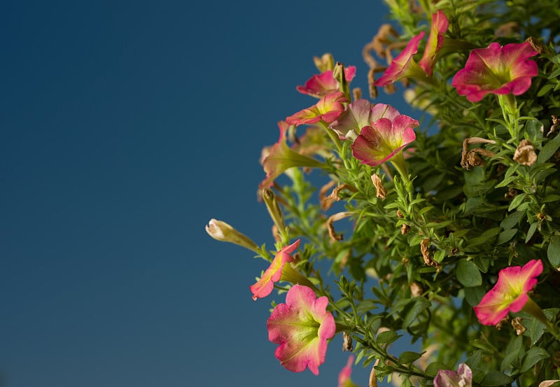 Colorful garden flowers