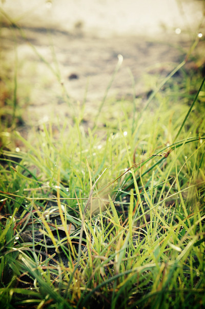 Grassflower