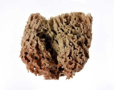 Natural sea sponge for bathing