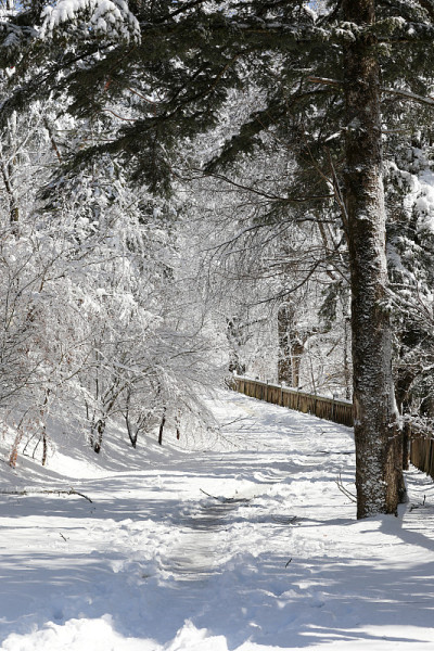 冬天下雪的森林路。(韩国江原道御田山国家公园)