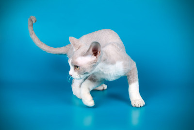 德文郡雷克斯猫彩色背景