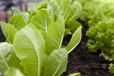 Romaine methyl