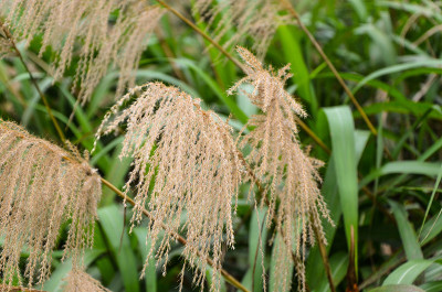 草类植物:冬季近距离观赏芒属植物
