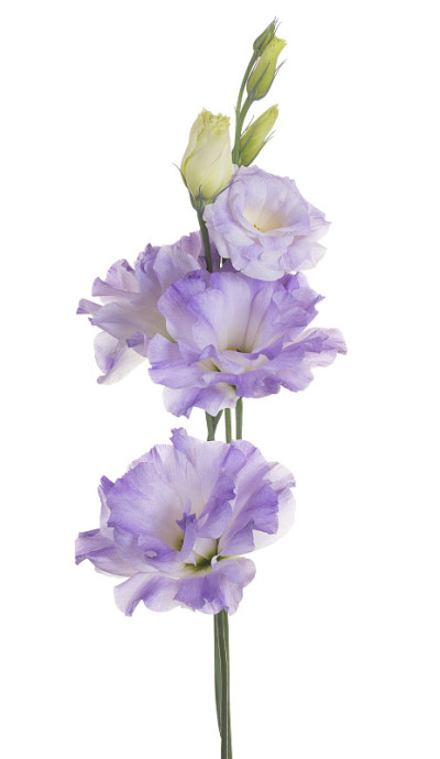 花孤立