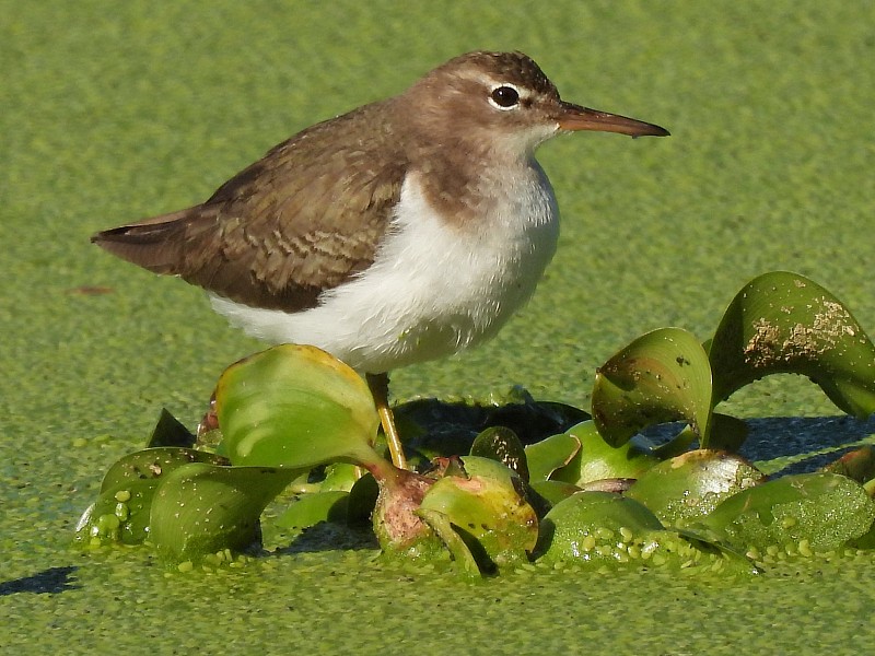 佛罗里达湖里的斑矶鹬(macularius Actitis)幼鸟