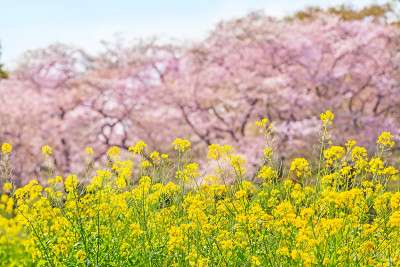 油菜花盛开