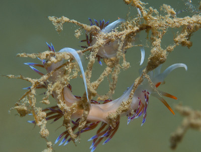 cratena peregrina