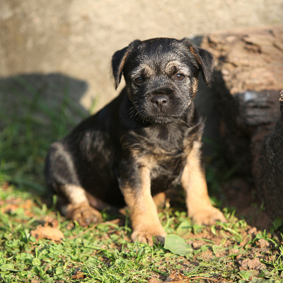 不错的边境小猎犬