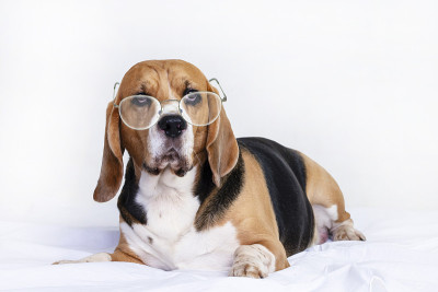 滑稽的戴眼镜的小猎犬躺在床上