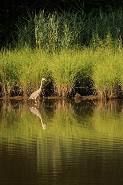 Blue Heron