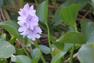 水葫芦花
