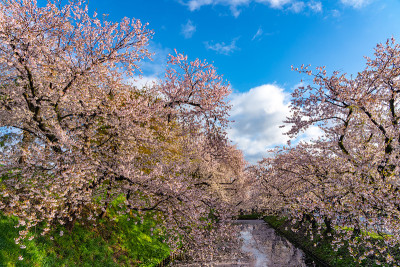广崎市樱花祭。晴朗的蓝天，春天的晴天。花奈卡达的花瓣筏外护城河