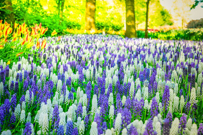 蓝铃花河
