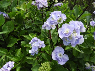 绣球花
