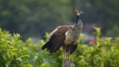 雌性孔雀
