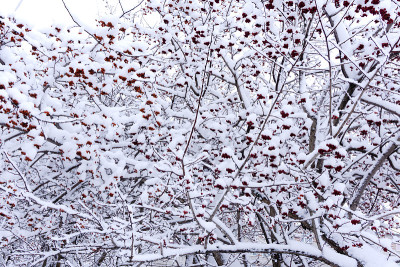冬青浆果覆盖着新鲜的雪美丽的蓝色