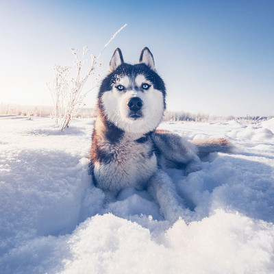 西伯利亚哈士奇躺在雪地上