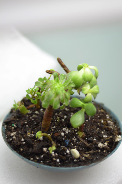 多肉植物在一个圆形的盆景盆