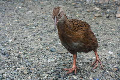 好奇weka