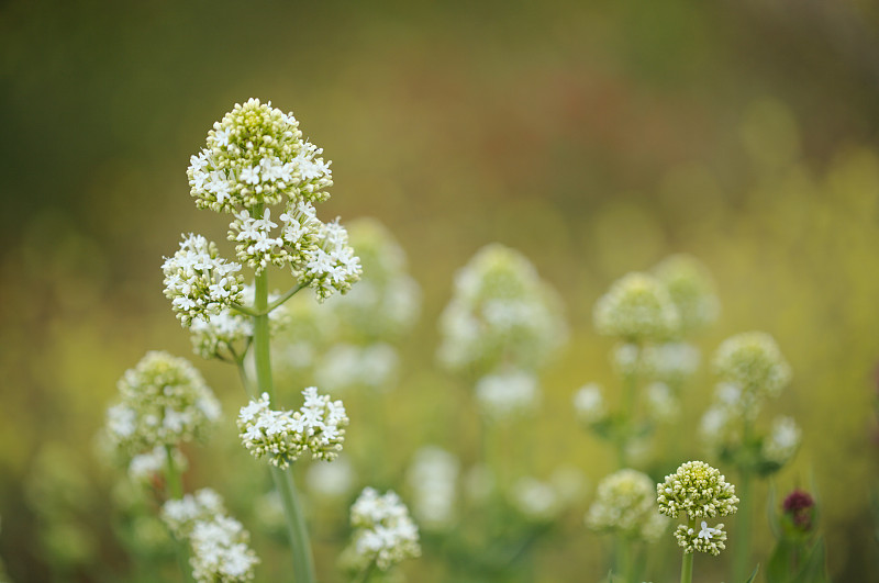 大卡纳利亚植物群- Centranthus ruber，红缬草，入侵在卡纳利自然的宏观花卉背景