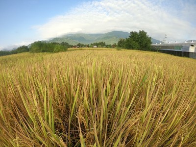 广角稻田景观。