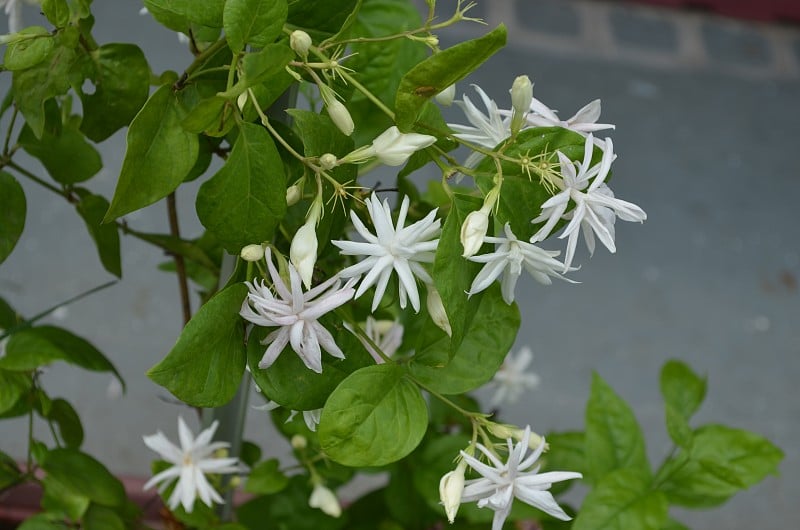 阿拉伯茉莉花，茉莉sambac是一种茉莉原产于热带亚洲。小灌木或藤蔓。它因其诱人和芳香的花朵而被广泛