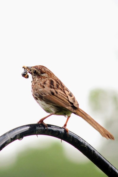close up of tiny brown bird perched with bug in hi
