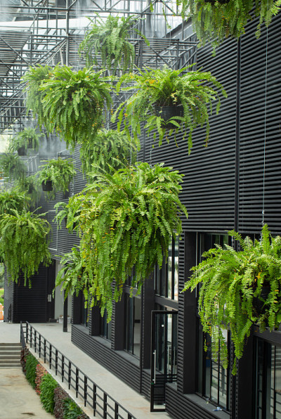 蕨类植物