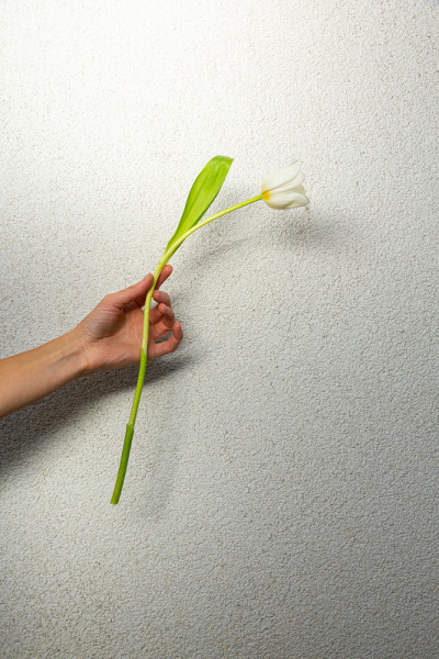 白色背景上的郁金香花束