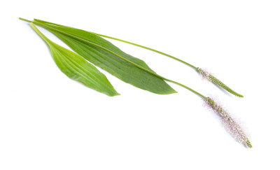 车前草，又称老车前草。在白色背景上隔离
