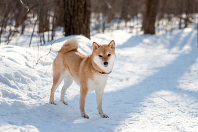 可爱的红色柴犬站在阳光明媚的冬日森林里。雪中的日本柴犬的肖像