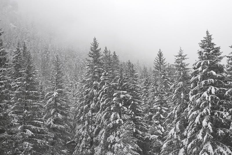 南蒂罗尔的森林正在下雪