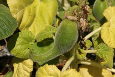 肉食性的“黄独角兽植物”种子豆荚-黄叶虫