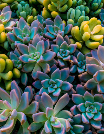 埃切维里亚花图案