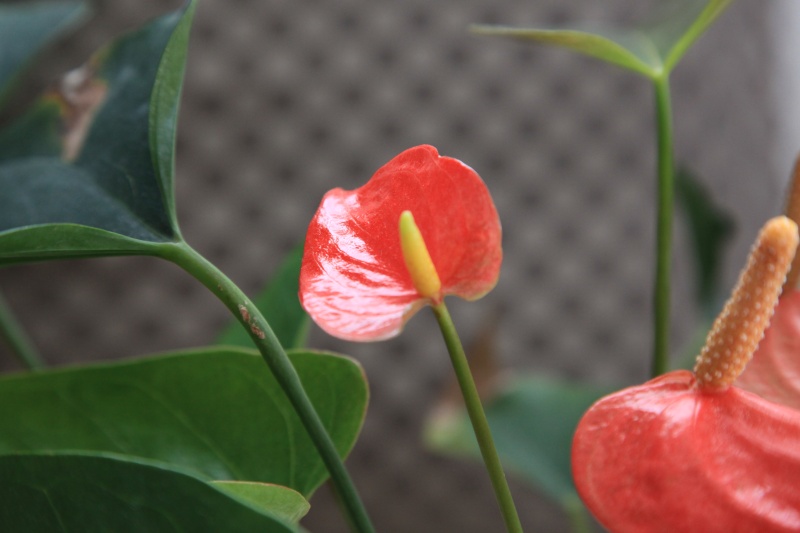 花烛属植物