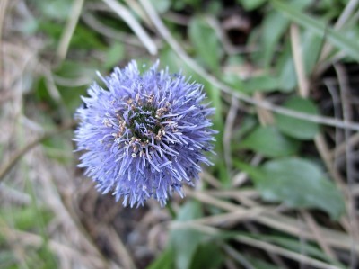 常见球花(Fr:圆点球形)(圆点球形)